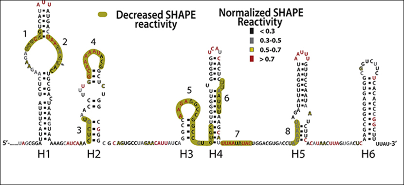 Secondary structure of the Ysr170 sRNA. Nucleotides with high SHAPE reactivity are shown in red and nucleotides with low reactivity are shown in black. Proposed secondary structure showing regions with reduced SHAPE reactivity in the presence of gentamycin is shown in gold. 